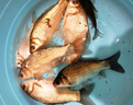 釣魚王池戰(zhàn)鯽魚散炮黑坑專用餌料專攻鯽魚立體誘魚工程大板鯽秒捏 800g 曬單實拍圖