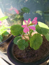 唯友大花天竺葵盆栽重瓣四季垂吊開花直立花卉庭院陽(yáng)臺(tái)帶花苞發(fā)貨花苗 紫精 曬單實(shí)拍圖
