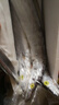 鮮享歡帶魚 海釣特級大帶魚整條帶魚整箱刀魚 生鮮魚類春節(jié)年貨禮盒 6斤（1.4-2斤/條） 帶魚 曬單實拍圖