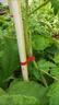 綁枝機葡萄枝蔓捆扎機農用西紅柿黃瓜茄子自動(dòng)綁扎器新款卡帶捆綁 升級款綁枝機+20綁帶+1盒釘 曬單實(shí)拍圖
