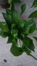 雙盟 綠蘿盆栽除甲醛花卉綠植辦公室新房?jī)艋諝?10款10盆裝源頭直發(fā) 曬單實(shí)拍圖