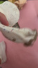 襪子女中筒襪木耳邊蝴蝶結(jié)點子紗襪子ins可愛小狗女士百搭堆堆襪 直播專享(隨機發(fā)) 1雙 曬單實拍圖