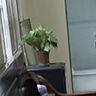 雙盟綠蘿盆栽除甲醛花卉綠植辦公室新房?jī)艋諝?120款10盆源頭直發(fā) 曬單實(shí)拍圖