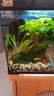 瘋狂水草（FKSC）魚(yú)缸造景松皮石自然擺件假山生態(tài)裝飾石頭 松皮石3斤【形狀、數量隨機發(fā)】 曬單實(shí)拍圖