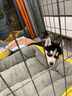 涴喵純種哈士奇幼犬家養狗狗活體幼崽二哈小狗 寵物級 【精品哈士奇】 曬單實(shí)拍圖