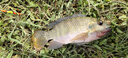 西部風(fēng)野釣果酸玉米酵香甜薯玉米300克水庫(kù)池塘鯉魚(yú)草魚(yú)窩料釣餌 野釣果酸玉米  發(fā)3袋【共900克】 曬單實(shí)拍圖