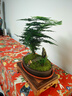 瀚林怡景（HANLINYIJING）文竹盆栽山水盆景植物室內客廳桌面辦公室綠植花卉云竹四季常青 文竹-紫砂盆-木座 曬單實拍圖