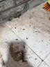 創(chuàng  )惠仁日本殺蟲(chóng)劑噴霧家用室內無(wú)毒殺爬蟲(chóng)多種蟲(chóng)蟑螂藥螞蟻蒼蠅臭蟲(chóng)蚊子 【三瓶 90%客戶(hù)選擇】孩寵家庭適用 曬單實(shí)拍圖