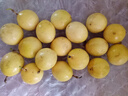 京鮮生 黃金百香果 3斤禮盒裝 約18-21粒 單果約70g 酸甜風味 生鮮水果 曬單實拍圖