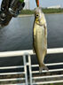 青尾鲴專(zhuān)用餌料濃腥香料野釣湖庫鲴魚(yú)鯽魚(yú)食單開(kāi)拉餌釣魚(yú)窩料小藥 單袋裝 曬單實(shí)拍圖