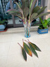 鴻運(yùn)竹紫竹水培植物辦公室內(nèi)桌面好養(yǎng)懶人綠植富貴轉(zhuǎn)運(yùn)竹水養(yǎng)帶根 紫竹鴻運(yùn)竹【50cm】*10根+營養(yǎng)液 曬單實(shí)拍圖