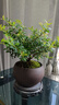 八芽 小葉赤楠盆景擺件室內(nèi)綠植花卉盆栽老樁客廳辦公室桌面好養(yǎng)植物 （【熱銷款】舍得紫砂盆赤楠+苔蘚+底座） 曬單實(shí)拍圖