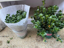 金魚(yú)吊蘭盆栽帶花苞大盆金魚(yú)花四季室內客廳常青綠植物好養活花卉 精品金魚(yú)吊蘭大苗原盆*2 曬單實(shí)拍圖