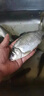 掠鯊反底釣浮珠釣魚浮水珠珠浮球濃香型玉米粒假軟餌青魚珠珠魚餌餌料 濃香玉米軟餌【50顆】 8mm 曬單實(shí)拍圖