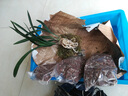 劉閣蘭花蘭花苗建蘭四季蘭老君荷濃香室內(nèi)花卉盆栽 4苗帶花苞裸根源頭直發(fā) 曬單實(shí)拍圖