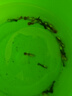 冰藍(lán)色孔雀魚活魚精品純種大尾巴鳳尾魚熱帶觀賞魚小型好養(yǎng)耐活魚 彩色雜袍孔雀孔雀100條 曬單實(shí)拍圖