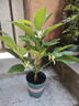 白蘭花盆栽玉蘭樹苗花卉室內(nèi)庭院帶花苞濃香綠植耐寒易活四季開花 精品白蘭花樹苗 三年苗 曬單實拍圖