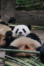 佳能（Canon）EF-S EF-M 二手鏡頭 標準變焦廣角風光人像APS-C半畫幅單反微單相機鏡頭 佳能EF-M 55-200 IS STM 黑色 單鏡頭【套餐更劃算】 99成新 曬單實拍圖