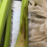 京鮮生山東新鮮大西芹凈重4.5斤榨汁現(xiàn)挖芹菜鮮嫩蔬菜 去半葉源頭直發(fā) 曬單實拍圖