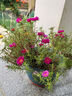 重瓣混色太陽(yáng)花苗帶根盆栽苗四季開(kāi)花陽(yáng)臺大花植物帶花苞室內庭院 混色重瓣帶根：【16顆】可開(kāi)6-15色+花肥 曬單實(shí)拍圖