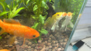 鷹涵魚缸加水器魚缸換水管神器魚缸加水管魚缸補水器電動防凍4分軟管 手動換水套餐（20米）送全套接頭 曬單實拍圖
