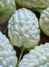農(nóng)大姐妹【順豐】蘋果苦瓜生吃 白玉苦瓜 新鮮蔬菜現(xiàn)摘涼瓜 壽光基地直發(fā) 3斤 曬單實(shí)拍圖