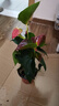 水培紅掌盆栽帶花一帆風(fēng)順花卉植物室內(nèi)好養(yǎng)綠植鴻運當(dāng)頭四季開花 特價紅掌1-3花（原盆） 曬單實拍圖