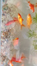 南京雨花石原石水培鵝卵石多肉鋪面魚缸盆栽七五彩小石頭 七彩雨花碎石0.4到0.8厘米1斤 曬單實拍圖