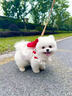 三條尾巴純種博美英系美系白色基因檢測犬球形幼犬活體寵物狗狗茶杯犬小體 寵物級 博美犬【視頻選寵】 曬單實(shí)拍圖