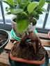 四季常青耐寒榕樹(shù)造型樹(shù)樁盆景苗室內植物人參榕小葉榕樹(shù)盆栽綠植 中號榕樹(shù) 曬單實(shí)拍圖