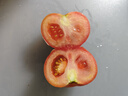西紅柿水果沙瓤番茄多汁新鮮蔬菜生鮮減肥減脂可生吃 西紅柿 1斤 試吃款 曬單實(shí)拍圖