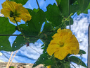 馬克華菲【7A抑菌+涼感防螨】短袖T恤男25春夏新款簡(jiǎn)約刺繡基礎(chǔ)百搭T恤 001黑色 XL （高175-180重70-75） 曬單實(shí)拍圖