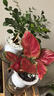 植導(dǎo)引力綠植小盆栽懶人吸水盆室內(nèi)桌面好養(yǎng)植物綠蘿發(fā)財(cái)樹(shù)多款任選 長(zhǎng)壽花+早安吸水盆 曬單實(shí)拍圖