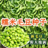 若荷早熟高產(chǎn)大粒毛豆種子軟糯清香非轉(zhuǎn)基因毛豆種子春播夏播抗病耐寒 毛豆種子一斤 曬單實(shí)拍圖