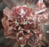 邊塞風(fēng)寧夏鹽池灘羊肉羔羊蝎子 凈重2斤 原切冷凍羊蝎火鍋食材寧夏地標(biāo) 曬單實(shí)拍圖