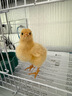 憨憨寵鳥籠鸚鵡鳥籠子大號鳥窩八哥玄鳳虎皮鸚鵡籠雞籠蘆丁雞專用飼養(yǎng)箱 400鳥籠含站桿食盒 曬單實拍圖