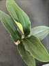 寶蓮燈花盆栽帶花苞室內(nèi)桌面綠植客廳年宵花卉耐熱盆景好養(yǎng)活植物 寶蓮燈帶花原盆 含盆 曬單實(shí)拍圖
