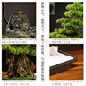 桔梗謠 仿真迎客松擺件 喬遷搬家禮物植物盆景山水造景客廳玄關(guān)辦公室酒店前臺送長(cháng)輩新中式禪意裝飾品 小號-縱情山林【美人松+30燈圈】 曬單實(shí)拍圖