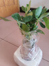 四季常青八方來財(cái)鴨腳木室內(nèi)陽臺桌面綠植大型盆栽花卉綠蘿發(fā)財(cái)樹 八方來財(cái)【15-25cm]】4顆+陶瓷財(cái)字盆+肥料 曬單實(shí)拍圖