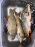 穿透王口水劑k7k93s黑坑偷驢回鍋鯉鯽魚散炮顆粒餌窩料釣魚誘魚劑 口水劑3s綜合通用型-120ml 曬單實拍圖