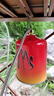 脈鮮（MAXSUN）高山氣罐 原裝進(jìn)口 便攜戶外瓦斯煤氣瓶 旅行裝備高原露營(yíng)扁氣罐 脈鮮高山氣罐450g*4罐 曬單實(shí)拍圖