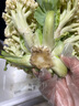 【順豐】有機花菜 白菜花無農殘健康有機蔬菜 3斤 曬單實拍圖
