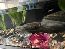 AILUKI日本魚(yú)缸造景擺件生態(tài)全套造景石底砂石頭裝飾小型溪流缸水草布景 【溪石水韻景】適配小米魚(yú)缸造景 曬單實(shí)拍圖