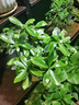 瑞豐年綠植景觀墻植物補光燈led仿太陽光生長燈園藝花店全光譜軌道射燈 【全光譜植物燈】白殼-20W 暖光 曬單實拍圖