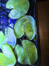 水培一葉蓮浮萍迷你水草凈化水質魚缸造景睡蓮花水生水養(yǎng)花卉植物 一葉蓮 【5片裝】尺寸8-11厘米 曬單實拍圖