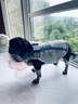 拉夫威爾思韋伯狗狗涼涼衣ruffwear夏季防暑降溫中型犬戶外寵物衣服 霧森綠 M 適合胸圍 69-81cm 曬單實拍圖