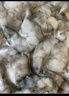 海鄉客特大號黑虎蝦蝦仁 大蝦活剝冷凍蝦仁抽腸去蝦線(xiàn)生鮮蝦類(lèi)海鮮 特大黑虎蝦仁500g/20-30只【89】 曬單實(shí)拍圖