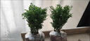 蕓香草臭草植物賊仔草盆栽室外陽(yáng)臺菜園四季花苗臭艾驅蚊驅蛇食用 蕓香草中顆 不帶盆 曬單實(shí)拍圖