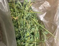 苜蓿草兔糧兔子草料烘干紫花幼兔牧草豚鼠磨牙飼料糧草毛重1kg*2 曬單實拍圖