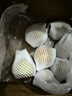 上海特產(chǎn)莊行蜜梨奉賢蜜梨翠冠梨當(dāng)季水果最佳采摘時(shí)間發(fā)貨 單果6-8兩 帶箱5斤凈重4.5斤 曬單實(shí)拍圖